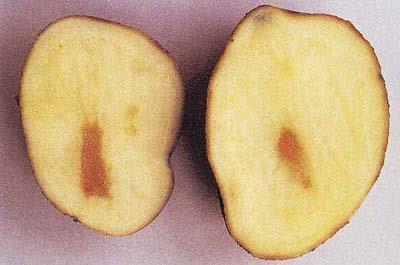 Calcium in the West: - PDF Free Download